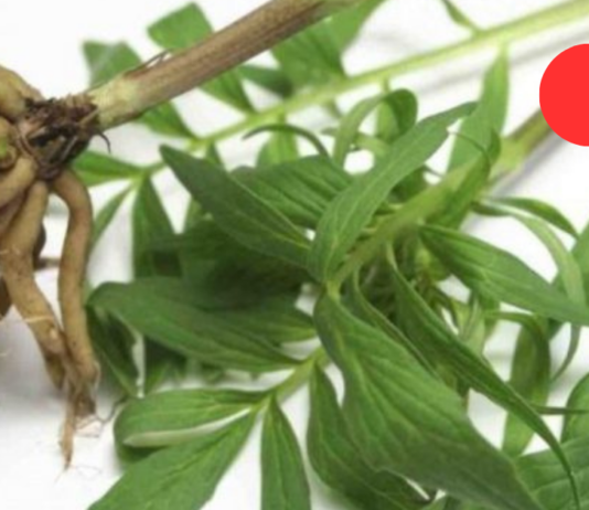 თუ ხშირად ნერვიულობთ და ცუდად გძინავთ, სულაც არ არის საჭირო ძლიერ სინთეზურ წამლებს მიმართოთ. ისარგებლეთ ბუნების ამ წარმოუდგენელი საჩუქრით!