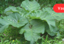 ოროვანდის სამკურნალო და სასარგებლო თვისებები, რომლის შესახებაც ჯერ არ გსმენიათ!