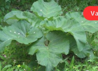 ოროვანდის სამკურნალო და სასარგებლო თვისებები, რომლის შესახებაც ჯერ არ გსმენიათ!