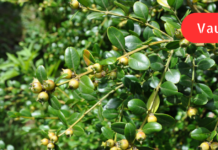 ეს მცენარე მართლაც ღვთიურია! ვინ წარმოიდგენდა რომ ის თირკმლებში კენჭების დასაშლელადაც გამოიყენებოდა