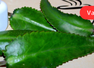 დამწვრობის დროს თუ ბუშტუკები გაუფრთხილებლობით გაიხეთქეთ და მდგომარეობა მეტად გართულდა! ეს მცენარე ჭრილობის მოშუშებაში უმარტივესად დაგეხმარებათ