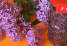 იასამანს სასიამოვნო სურნელთან ერთად სამკურნალო უნარიც გააჩნია! ეფექტური საშუალებაა ზურგის ტკივილის წინააღმდეგ