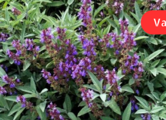 “როგორც კი გავცივდები და ყელის ტკივილს ვიგრძნობ, მაშინვე სალბის ნაყენს ვივლებ ყელში ან ვსვამ და გაციებაც ქრება ხოლმე”