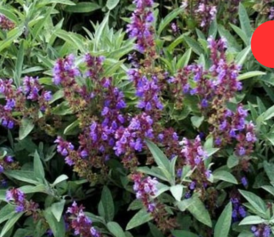 “როგორც კი გავცივდები და ყელის ტკივილს ვიგრძნობ, მაშინვე სალბის ნაყენს ვივლებ ყელში ან ვსვამ და გაციებაც ქრება ხოლმე”