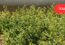 რამდენიმე წელია, დამეწყო ხელების კანკალი დ ამ რეცეპტის გამოყენებას ვაპირებ მისგან თავის დასაღეწევად! თქვენც გიზიარებთ რეცეპტს და ექიმის კომენტარს