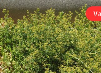 რამდენიმე წელია, დამეწყო ხელების კანკალი დ ამ რეცეპტის გამოყენებას ვაპირებ მისგან თავის დასაღეწევად! თქვენც გიზიარებთ რეცეპტს და ექიმის კომენტარს