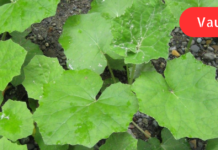 გაციებისა და ყელის ტკივილის დროს ბევრი მაშინვე ანტიბიოტიკებს იყენებს, მე კი არ მიყვარს წამლები, არც ის მინდა, ანტიბიოტიკებს შევეჩვიო, ამიტომ ანგინას ხალხური მეთოდებით ვმკურნალობ!