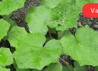 გაციებისა და ყელის ტკივილის დროს  ბევრი მაშინვე ანტიბიოტიკებს იყენებს, მე კი არ მიყვარს წამლები, არც ის მინდა, ანტიბიოტიკებს შევეჩვიო, ამიტომ ანგინას ხალხური მეთოდებით ვმკურნალობ!