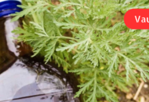 სახლში პანკრეასის მკურნალობა ხალხური საშუალებებით შეგიძლიათ, მაგალითად, ცნობილი კამათ ან მისი თესლით.