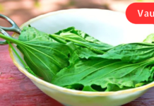 ძალიან მაწუხებდა კუჭის წყლული, თირკმელები, ადვილად ვცივდებოდი და იმუნიტეტიც დაქვეითებული მქონდა. ერთმა მადლიანმა ადამიანმა მასწავლა უებარი საშუალება, რომელიც უამრავ დაავადებას შველის!