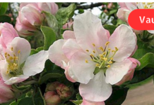 ბევრმა არ იცის, რომ ვაშლის ყვავილები სამკურნალოცაა! ვაშლის ყვავილების ნაყენი გასტრიტის (კუჭის ლორწოვანის ანთების) და დუოდენიტის (თორმეტგოჯა ნაწლავის ანთების) სამკურნალო საშუალება ყოფილა