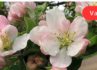 ბევრმა არ იცის, რომ ვაშლის ყვავილები სამკურნალოცაა! ვაშლის ყვავილების ნაყენი გასტრიტის (კუჭის ლორწოვანის ანთების) და დუოდენიტის (თორმეტგოჯა ნაწლავის ანთების) სამკურნალო საშუალება ყოფილა