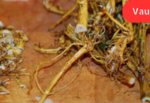 ‘ამჯერად მინდა გიამბოთ ჭინჭრის დაშაქრული ფესვების გამოყენებაზე ბრონქული ასთმის სამკურნალოდ!” აი თავადვე გაეცანით . .