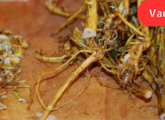 ‘ამჯერად მინდა გიამბოთ ჭინჭრის დაშაქრული ფესვების გამოყენებაზე ბრონქული ასთმის სამკურნალოდ!” აი თავადვე გაეცანით . .