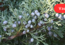 ღვიის ბუჩქებისგან მზადდება ჩაი, რომელიც ბრონქიტის დროს არბილებს ხველას და ნახველის ამოღებას აადვილებს!!