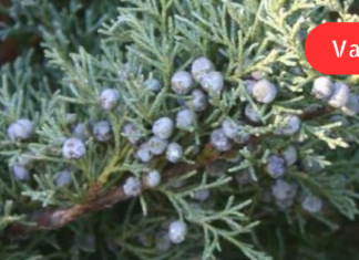 ღვიის ბუჩქებისგან მზადდება ჩაი, რომელიც ბრონქიტის დროს არბილებს ხველას და ნახველის ამოღებას აადვილებს!!