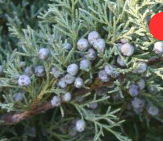 ღვიის ბუჩქებისგან მზადდება ჩაი, რომელიც ბრონქიტის დროს არბილებს ხველას და ნახველის ამოღებას აადვილებს!!