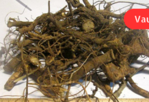 თუ ხშირად გაწუხებთ დიარეა, მაშინ ეს ხალხური საშუალება აუცილებლად უნდა სცადოთ!