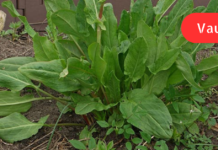 ამ რეცეპტს ვთავაზობ ყველა იმ მკითხველს, რომელიც ჭიების საწინააღმდეგო წამალს ეძებს!