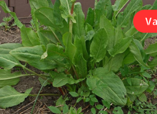 ამ რეცეპტს ვთავაზობ ყველა იმ მკითხველს, რომელიც ჭიების საწინააღმდეგო წამალს ეძებს!