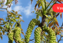 იცოდით, რომ კაკლის ყვავილი ხელების ცახცახის დროს საუკეთესო მკურნალი ყოფილა?! გაეცანით მისი გამოყენების მეთოდს