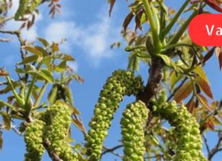 იცოდით, რომ კაკლის ყვავილი ხელების ცახცახის დროს საუკეთესო მკურნალი ყოფილა?! გაეცანით მისი გამოყენების მეთოდს