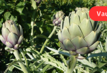 როგორც ვიცი, არტიშოკში შემავალი აქტიური ნივთიერებები ტვინის სისხლმომარაგებას აუმჯობესებს, აქვეითებს „ცუდ“ ქოლესტერინს და ამით ადამიანს ათეროსკლეროზს არიდებს!