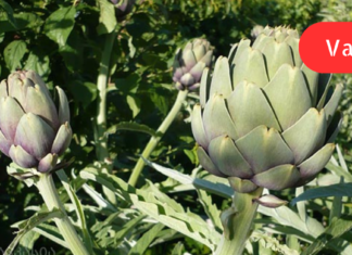 როგორც ვიცი, არტიშოკში შემავალი აქტიური ნივთიერებები ტვინის სისხლმომარაგებას აუმჯობესებს, აქვეითებს „ცუდ“ ქოლესტერინს და ამით ადამიანს ათეროსკლეროზს არიდებს!