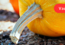 35 წლის ვარ. ბოლო დროს კუჭ-ნაწლავმა შემაწუხა. ექიმმა გაღიზიანებული ნაწლავის სინდრომის დიაგნოზი დამისვა, ამიტომაც გადავწყვიტე, თავად მეშველა საკუთარი ჯანმრთელობისათვის.. აი როგორ მოვიქეცი