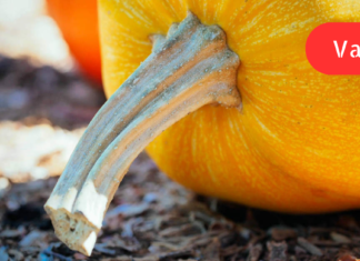 35 წლის ვარ. ბოლო დროს კუჭ-ნაწლავმა შემაწუხა. ექიმმა გაღიზიანებული ნაწლავის სინდრომის დიაგნოზი დამისვა, ამიტომაც გადავწყვიტე, თავად მეშველა საკუთარი ჯანმრთელობისათვის.. აი როგორ მოვიქეცი