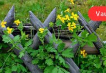 ქრისტესისხლას გასაოცარი თვისებები, გაეცანით თუ როგორ იყენებდნენ ჩვენი წინაპრები მას ჯანმრთელობის გასაუმჯობესებლად!