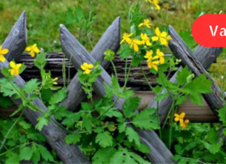 ქრისტესისხლას გასაოცარი თვისებები, გაეცანით თუ როგორ იყენებდნენ ჩვენი წინაპრები მას ჯანმრთელობის გასაუმჯობესებლად!