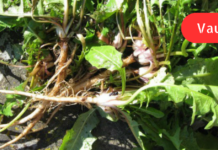 ეს ნარევი ძალიან სასარგებლოა ძვლებისა და კბილების გასამაგრებლად, ავსებს ორგანიზმში კალციუმის დეფიციტს!