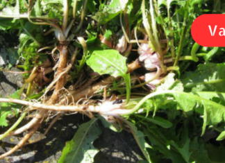 ეს ნარევი ძალიან სასარგებლოა ძვლებისა და კბილების გასამაგრებლად, ავსებს ორგანიზმში კალციუმის დეფიციტს!