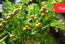 “ძვირფასო მკითხველნო მინდა მოგაწოდოთ სისხლნაკლულობის სამკურნალო უებარი მცენარეული წამლის რეცეპტი!”