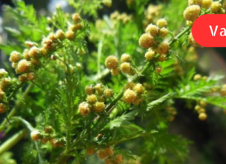 “ძვირფასო მკითხველნო მინდა მოგაწოდოთ სისხლნაკლულობის სამკურნალო უებარი მცენარეული წამლის რეცეპტი!”