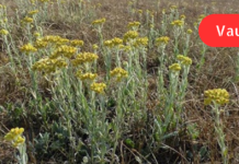 წლების განმავლობაში ძალიან მაწუხებდა ნაღვლის ბუშტი, მეზობელმა კი მირჩია, დამელია უკვდავას ნაყენი !! დღემდე მას ვემადლიერები. .