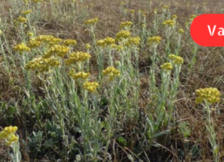 წლების განმავლობაში ძალიან მაწუხებდა ნაღვლის ბუშტი, მეზობელმა კი მირჩია, დამელია უკვდავას ნაყენი !! დღემდე მას ვემადლიერები. .