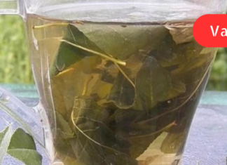 ქრონიკულად მქონდა ვიტამინების ძლიერი უკმარისობა, შვებით მხოლოდ მას შემდეგ ამოვისუნთქე, რაც დაფნის ფოთლის ნახარშის სმა დავიწყე!