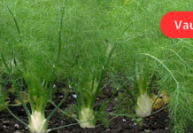 წლების განმავლობაში მაწუხებდა მუცლის შებერილობა და სულ ვეძებდი მცენარეულ საშუალებებს. გთავაზობთ იმ რეცეპტებს, რომლებმაც ყველაზე მეტად მარგო!