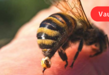 რას გვირჩევს ხალხური მედიცინა ფუტკრის ნაკბენის დროს?! როგორ აღმოვუჩინოთ დახმარება დაზარალებულს. .