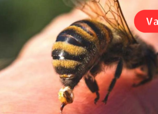 რას გვირჩევს ხალხური მედიცინა ფუტკრის ნაკბენის დროს?! როგორ აღმოვუჩინოთ დახმარება დაზარალებულს. .