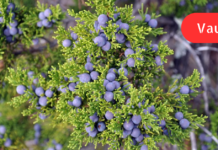 გაიგეთ რატომ უნდა დადგათ ეს მცენარე სახლში! “მე ქრონიკული ბრონქიტი მაქვს და ეს ნაყენი ძალიან დამეხმარა, ბავშვები კი გაციებისას უწამლოდ მოვარჩინე!