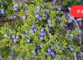 გაიგეთ რატომ უნდა დადგათ ეს მცენარე სახლში! “მე ქრონიკული ბრონქიტი მაქვს და ეს ნაყენი ძალიან დამეხმარა, ბავშვები კი გაციებისას უწამლოდ მოვარჩინე!