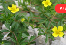 ბუასილის სამკურნალო რეცეპტი მინდა ვასწავლო მკითხველს! უყურადღებოდ არ დატოვოთ ეს მდგომარეობა. .