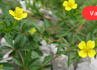 ბუასილის სამკურნალო რეცეპტი მინდა ვასწავლო მკითხველს! უყურადღებოდ არ დატოვოთ ეს მდგომარეობა. .