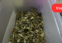 ასეთი ნარევი ძალიან სწრაფად ათავისუფლებს ბრონქებს და ფილტვებს ნახველისგან!