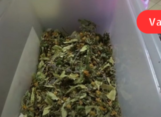 ასეთი ნარევი ძალიან სწრაფად ათავისუფლებს ბრონქებს და ფილტვებს ნახველისგან!