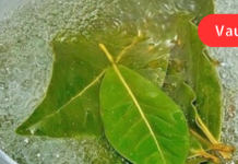 დაფნის ფოთლის და ვაშლის სამკურნალო ნახარში: როგორ მოვამზადოთ სწორად და გამოვიყენოთ ეს გასაოცარი წამალი