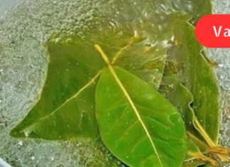 დაფნის ფოთლის და ვაშლის სამკურნალო ნახარში: როგორ მოვამზადოთ სწორად და გამოვიყენოთ ეს გასაოცარი წამალი